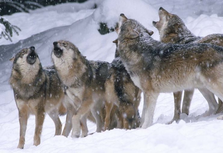 files/vjbh/vjbh-bilder/Bilder fuer Artikel/Heulende Woelfe.jpg