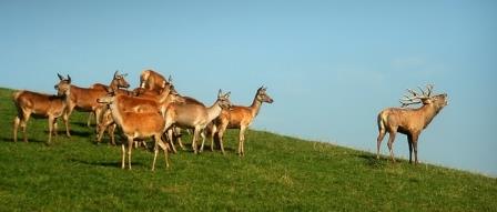 files/vjbh/vjbh-bilder/Bilder fuer Artikel/Hirschrudel.jpg