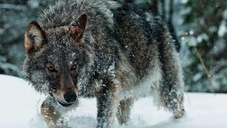 files/vjbh/vjbh-bilder/Bilder fuer Artikel/winter-wolf-32447.jpg